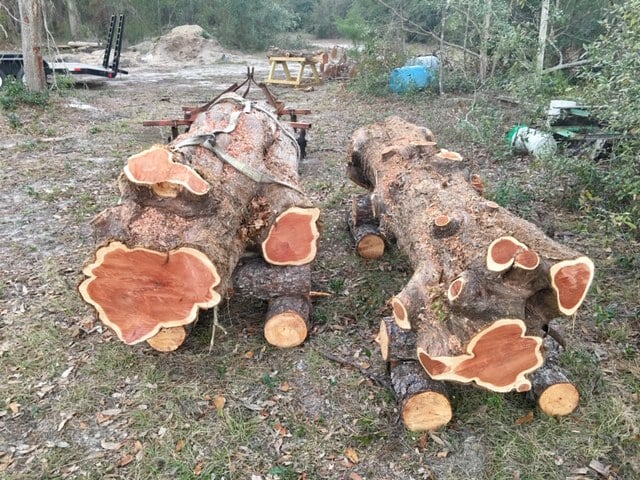 Two huge cut trees